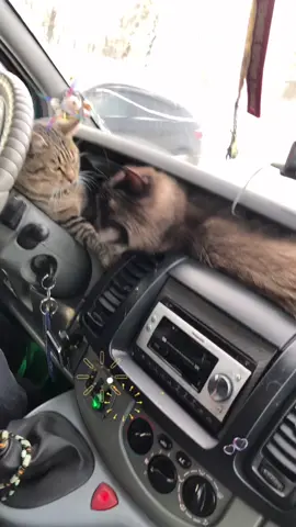 Завораживающий  взгляд нашего Максика