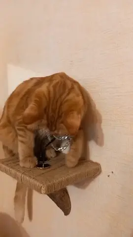 чёткий пацанчик Васян  #рыжийкот #василий