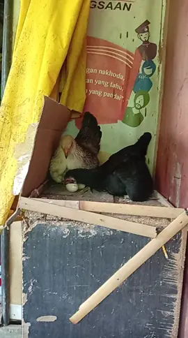perebutan kuasa ❎ perebutan telur✅ 😂😂😂 #fyp #ayam 