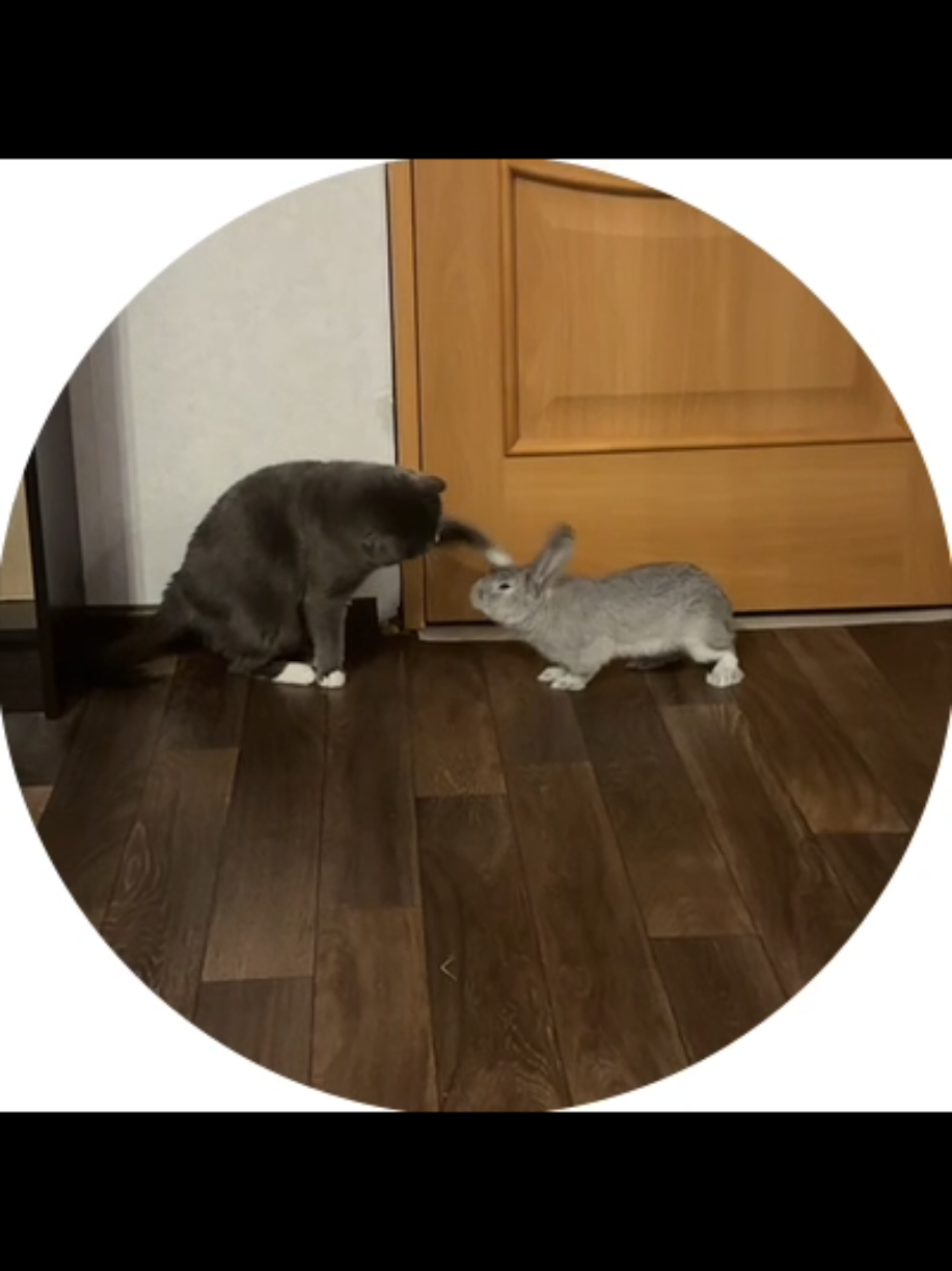 #животные #fup#смешныевидео 