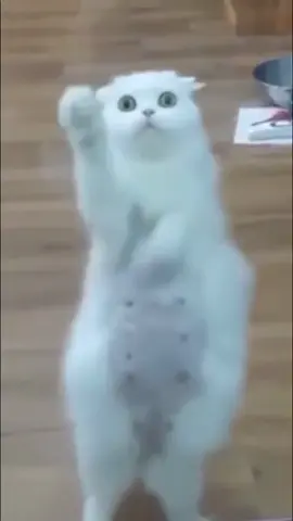 Танцующая кошка #танец #подмузыку #кошка