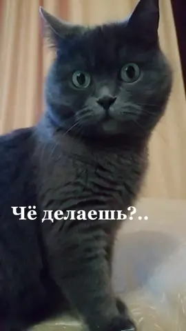 #привет #чё #делешь #как #дела