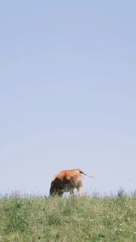 ад ну ребят,давай к ним относиться как к кошкам и собакам😥 #мясо#коро...