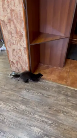 TikTok video #7047691825892658433