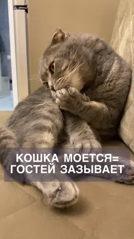 Какие у Вас есть приметы про кошек? Что сбывалось? #неидеальный_питом...