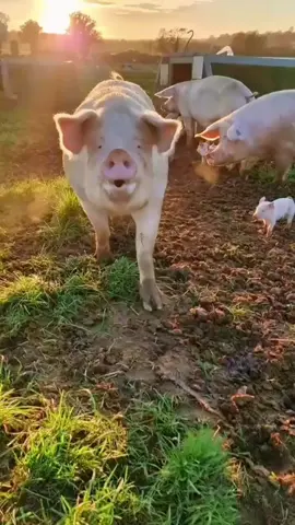 свиньи тоже захотели снять тренд и я им помог #описание #свинья #реко...